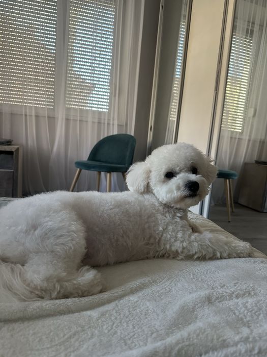 Вязка бішон фрізе