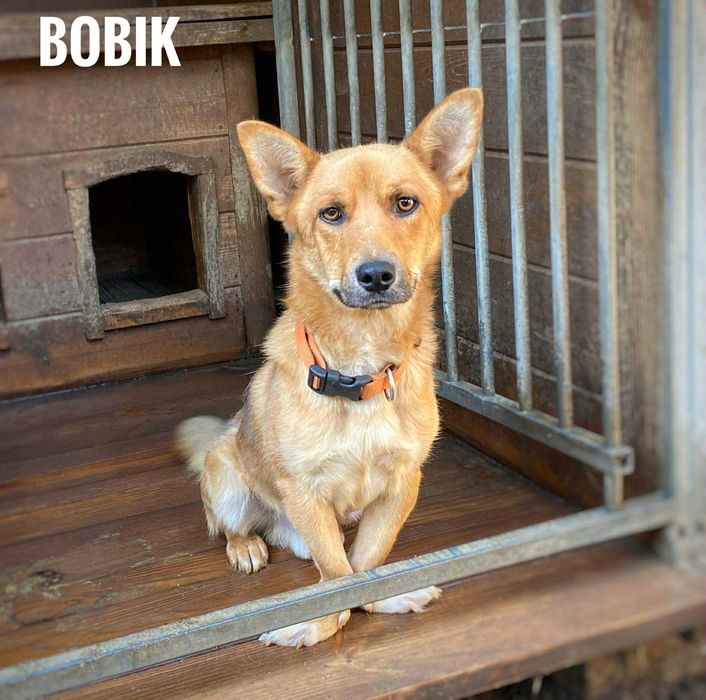 3 letni Bobik, 13kg aktywny adopcja