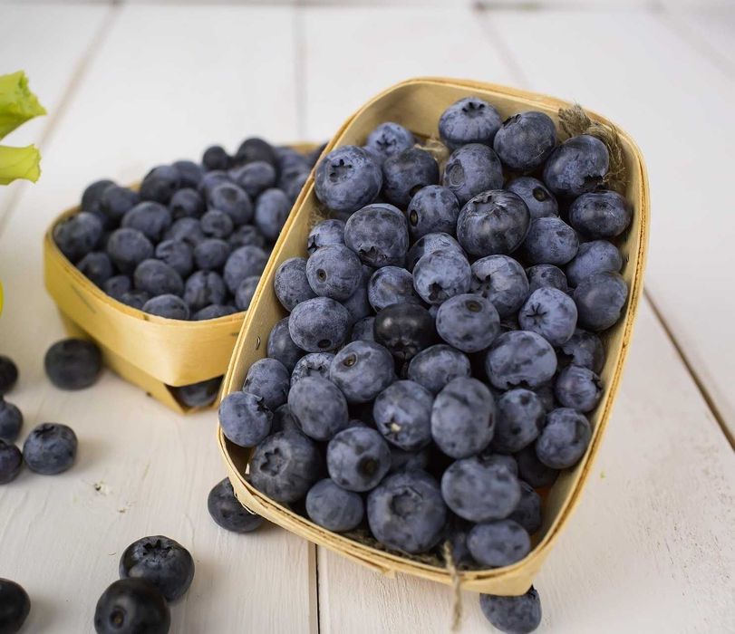 Sadzonki Borówki Amerykańskiej 4 let. - Gigant owoc -Wiele Odmian