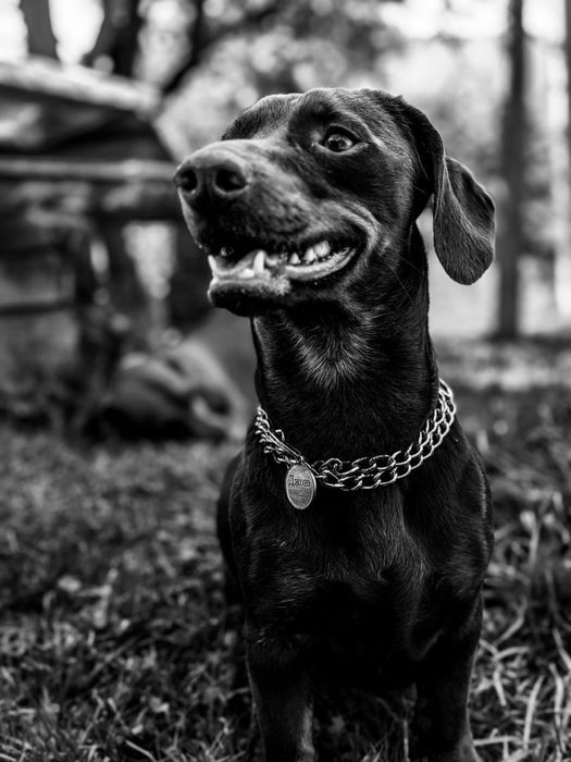 Шоколадний красунчик такса шукає подружку