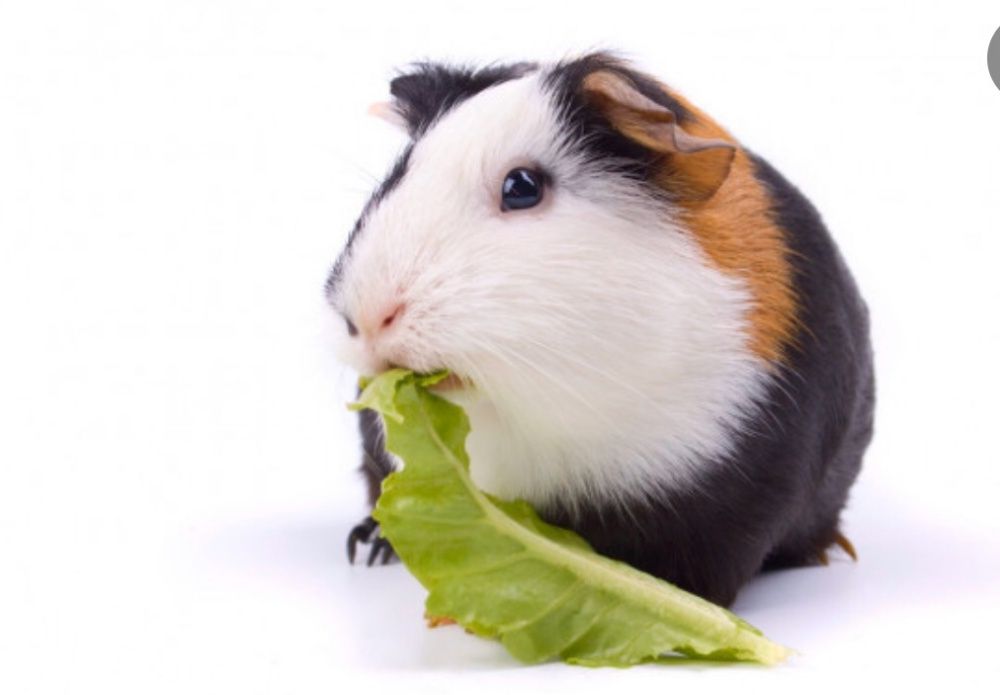 Морская свинка много малышей