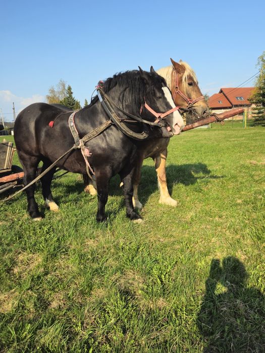 Duża klacz kara sprzedam zamienię