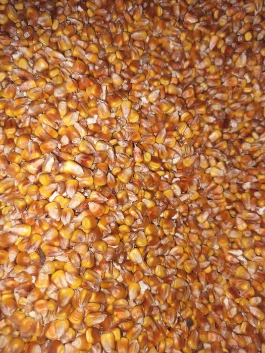 Продам кукурудза кукуруза після комбайна 2 тонни