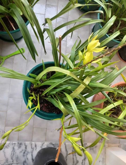 Orquideas amarelas muito resistentes de exterior