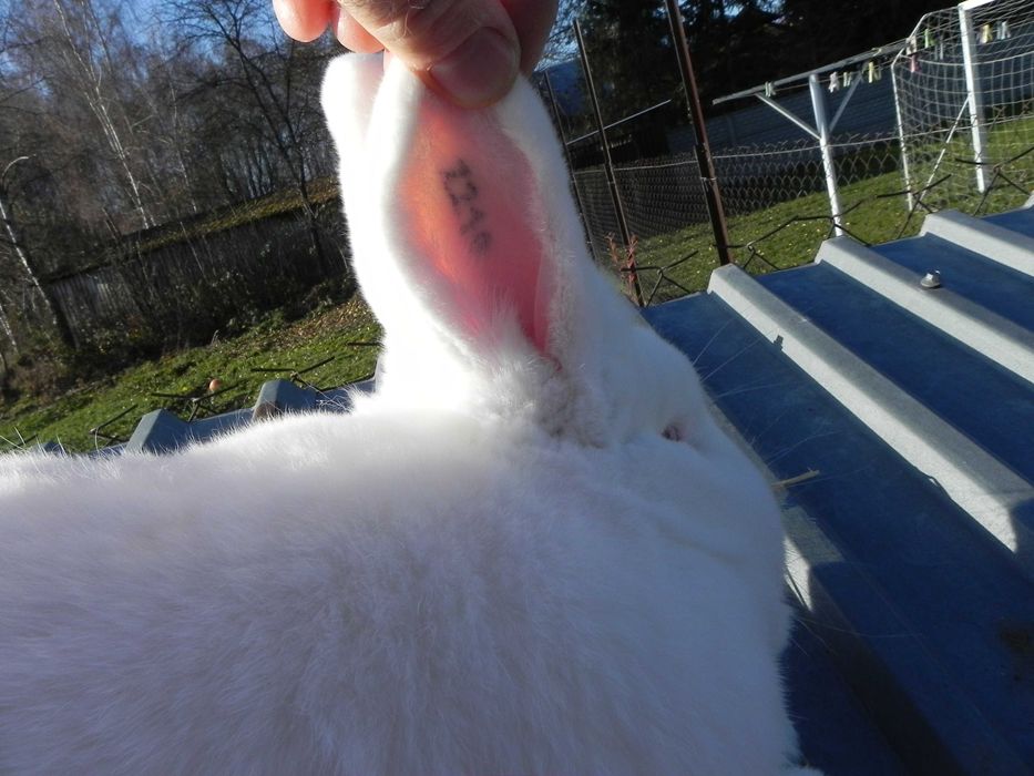 Królik Nowozelandzki, samica z rodowodem.