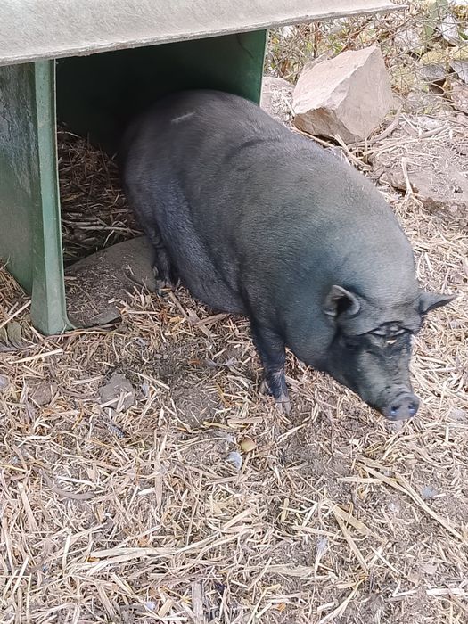 Porca preta rebaixada