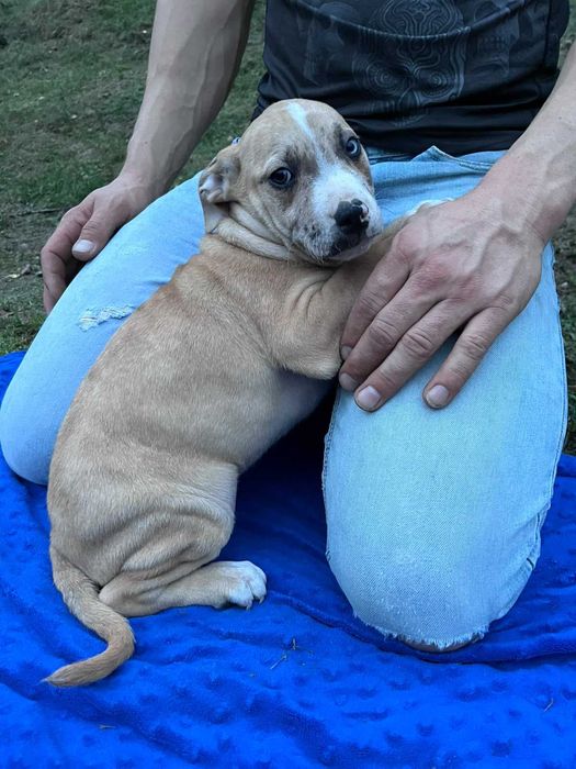 Amstaff samiec kremowy błękitne oko