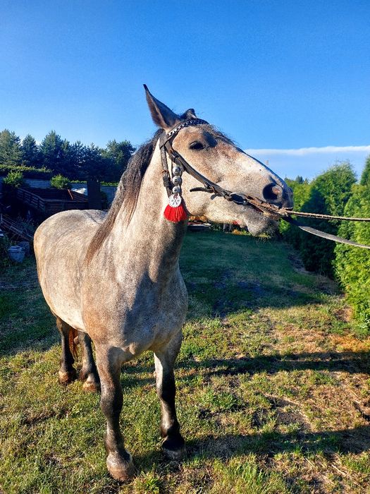Klacz szpaczka siwa  3 lata. Zakładana! Piękna!