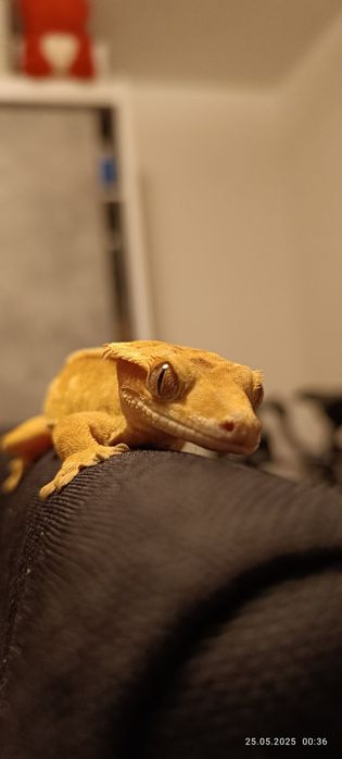 Gekon orzęsiony Samica yellow full pinstripe z terrarium