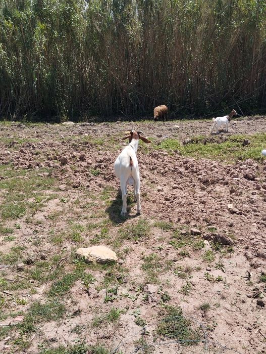Cabrito boer 80%
