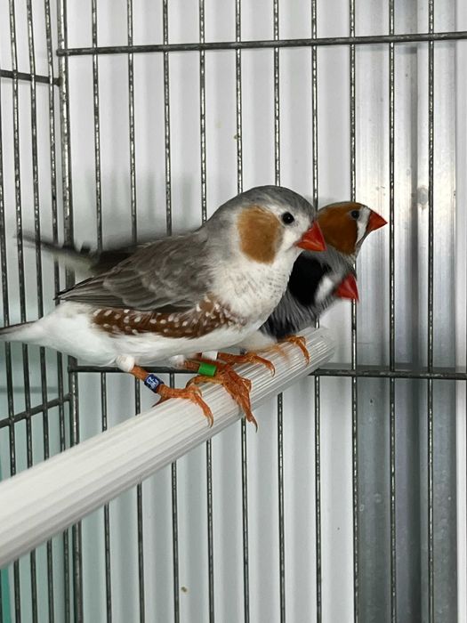 Diamantes Mandarins de Exposição