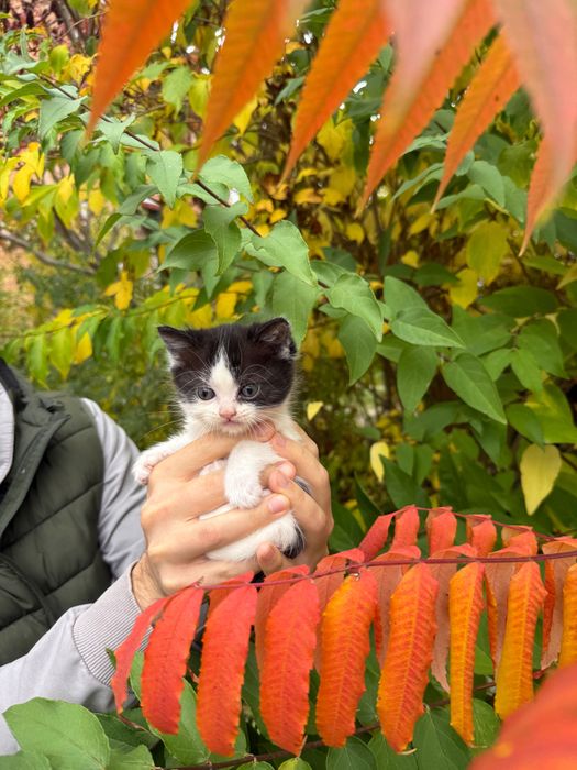 Котики в добрі руки