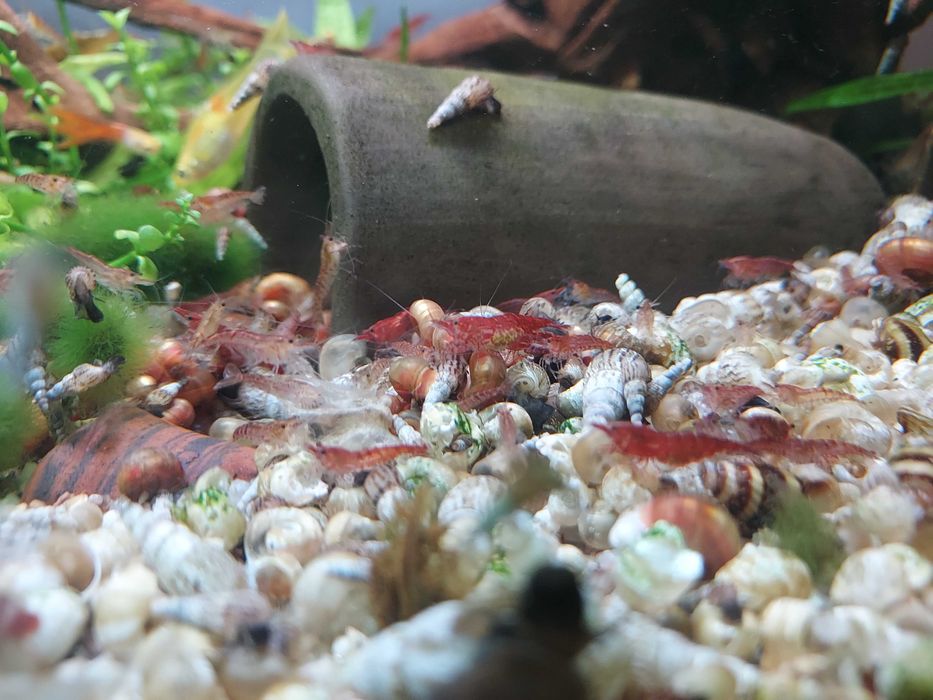 Rybki -gupiki, krewetki red cherry, ślimaki zatoczki i świderki