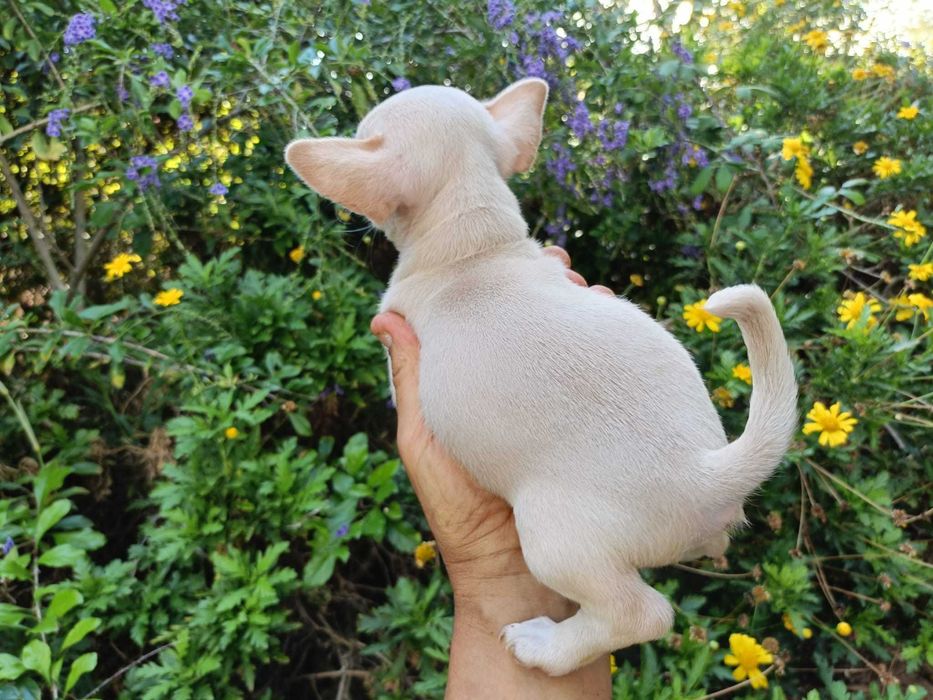Chihuahua mini machinho pêlo curto