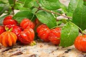 plantinhas de pitanga vermelhas e negras