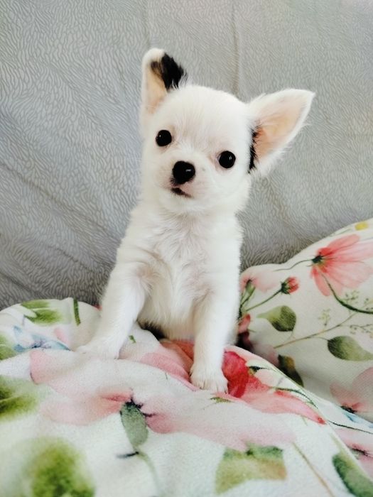 Chihuahua piesek
