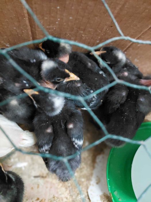 Pintos Raças Autóctones: Branca; Preta Lusitânica; Pedrês Portuguesa; Amarela