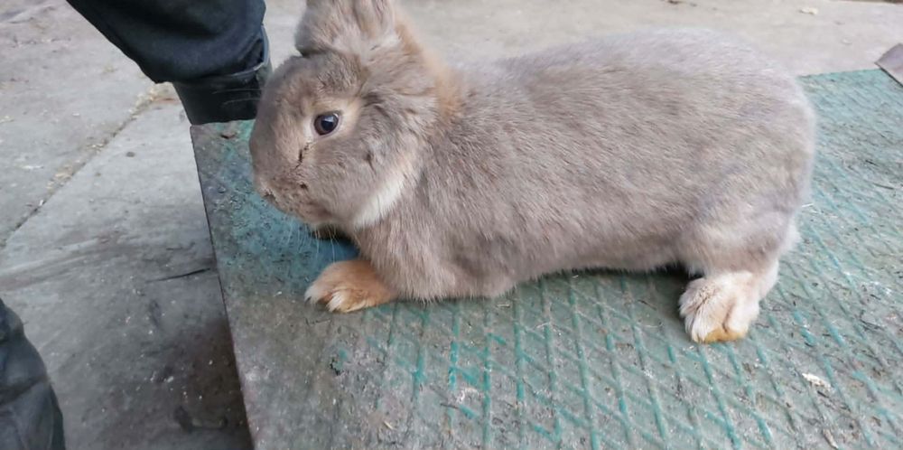 Królik baran francuski