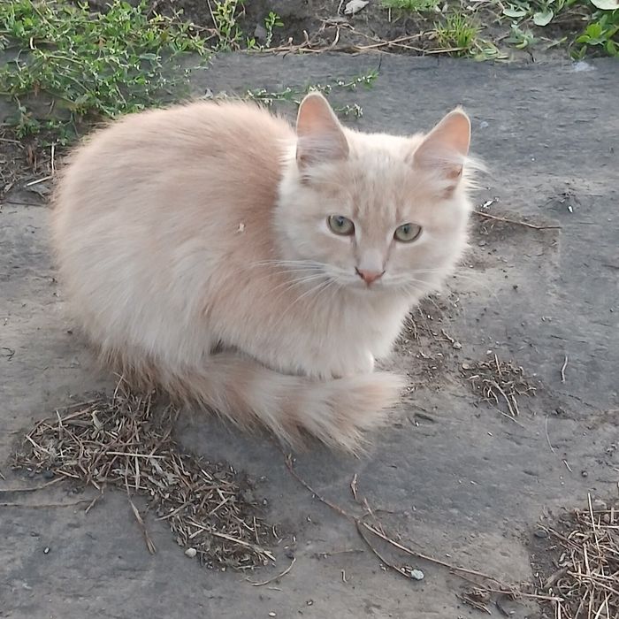 Котенок ищет семью. котята даром. кот. котик бесплатно