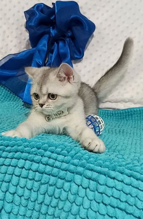 Котенок : Милый котошиншилленок .