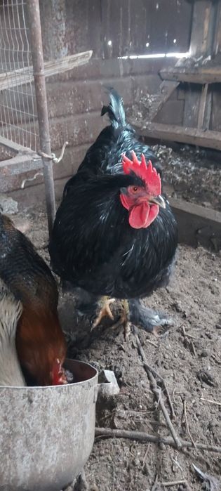 Домашняя птица,продам.