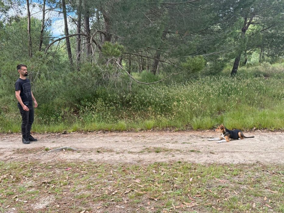 Dog Walking & Pet Sitting- passeios com Treino incluido