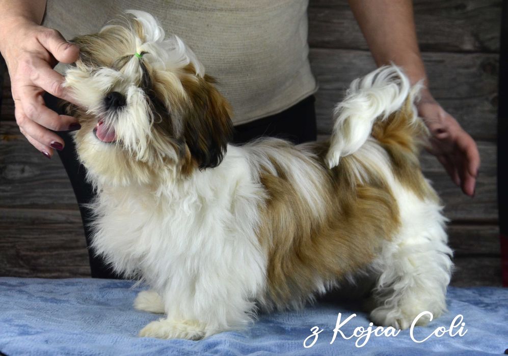 Śliczny piesek shih tzu z rodowodem ZKwP FCI