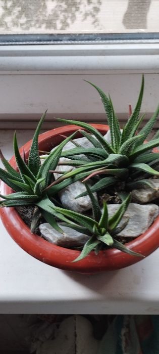 Хавортию в форме бонсай