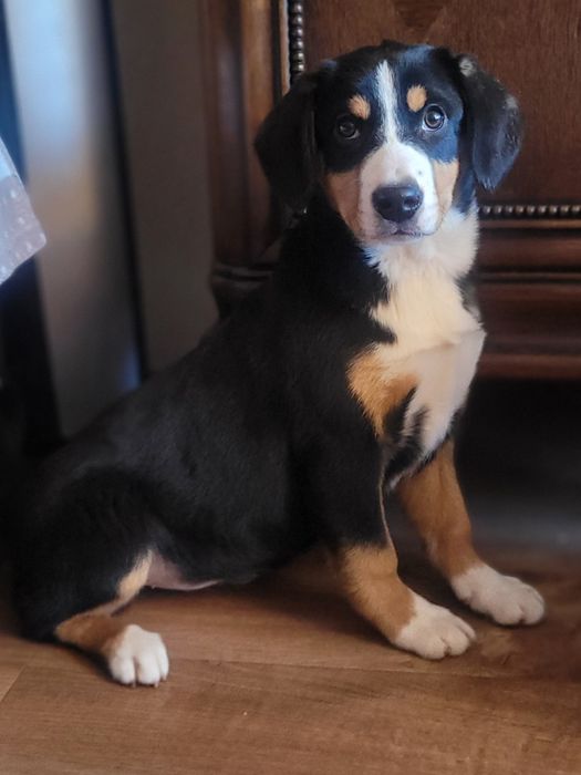 Entlebucher Szwajcarski Pies Pasterski FCI