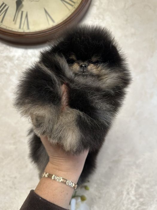 Черноподпалый помчик