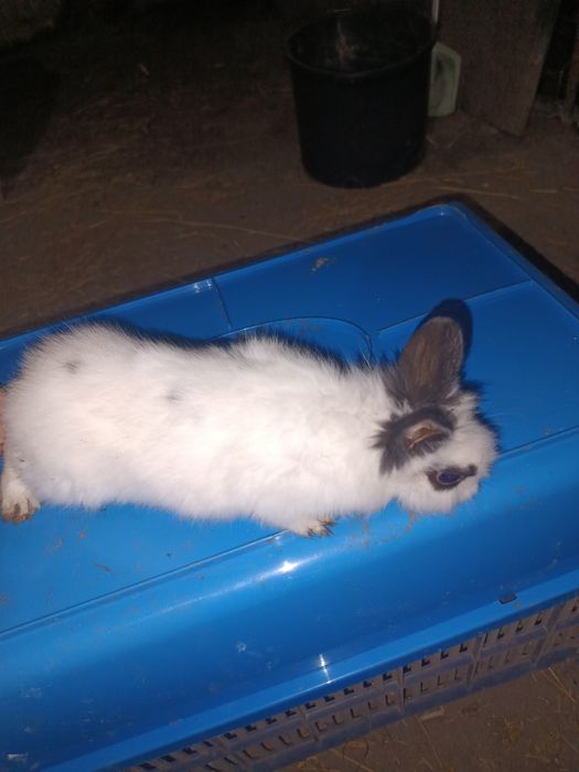 Króliki młode srokacze