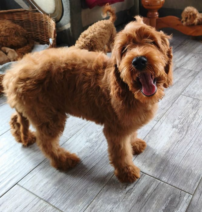 Irishdoodle f1 Doodle goldendoodle seter
