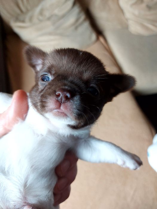 Chihuahua  Com  Lop ( Pedigree )