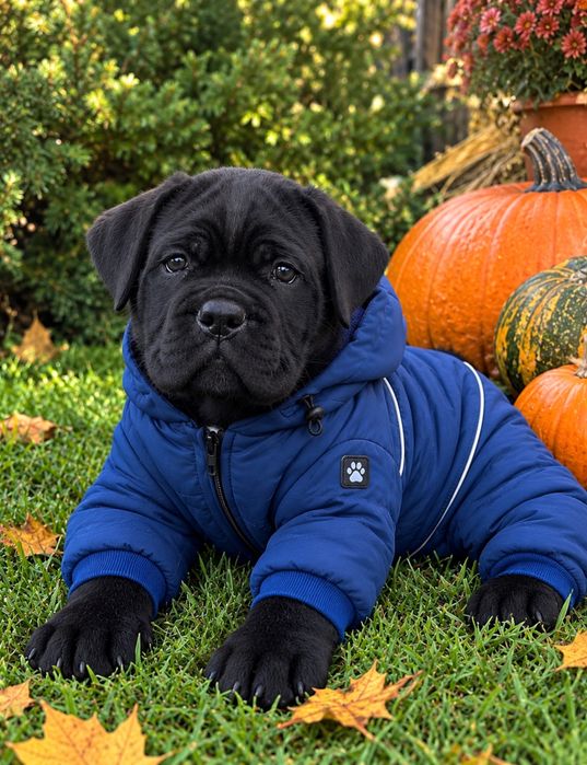 Крутезний Сімба хлопчик-Cane corso