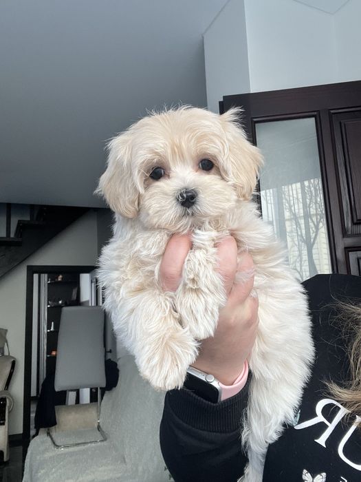 Готова до переїзду Мальтіпу ф1