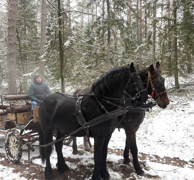 Ogier Fryzyjski - zaprzegany, przyjął siodło
