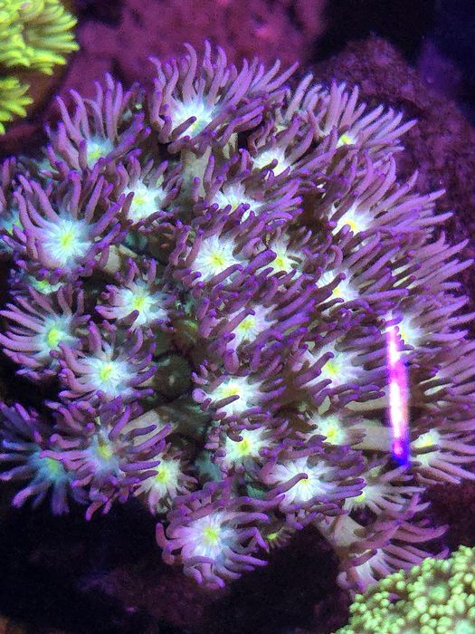 Goniopora piekna Violet + Blue Eye WYSYŁKA FLUOLAMPS.PL