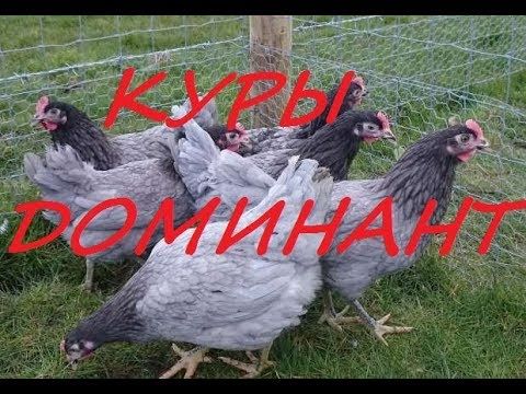 Яйцо инкубационное Доминанта голубого ( Чехия ) D 107