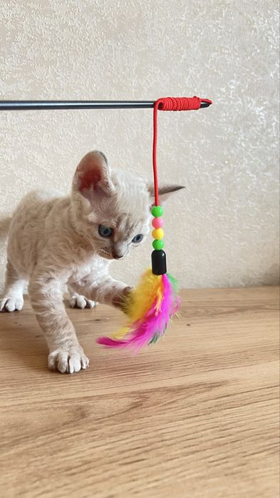 Вязка Девон Рекс