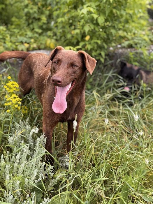 Ищет дом девочка Шоколадка