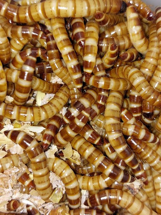 Зофобас/зоофобус- личинки, живой корм