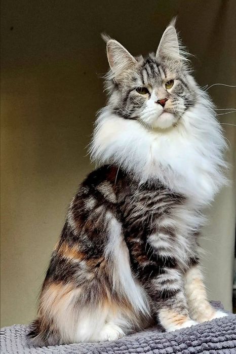 Maine coon, piękna kotka pohodowlana