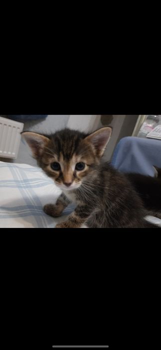 Отдам бесплатно котят