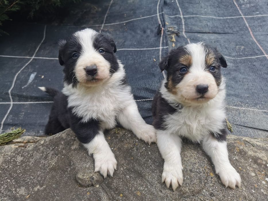 Szczeniak Border Collie