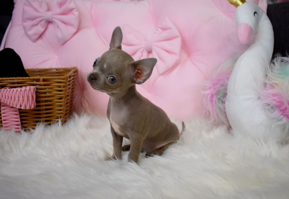Chihuahua liliowy piesek do odbioru