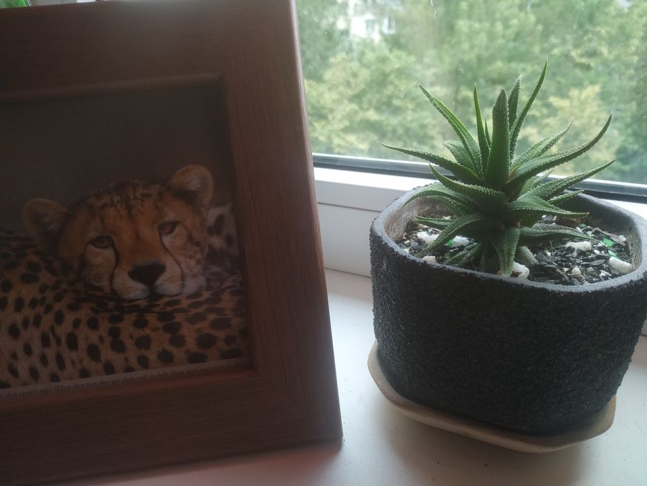 Хавортия с вазоном,суккулент