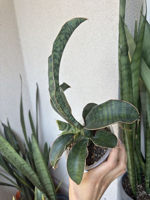 Sansevieria Phupamon Delight