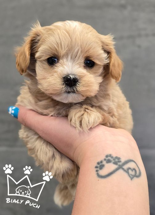 Mini Maltipoo f1  suczka XS  pudel Toy beżowe laleczka badania , wyprawka paszport