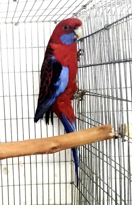 Rosela Penante Macho reprodutor