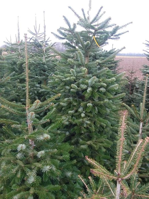 Choinki Jodła Kaukaska 150–500 cm – Własna Plantacja